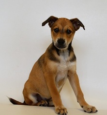 Alaskan Husky-Unknown Mix Dogs for adoption in New Iberia, LA, USA