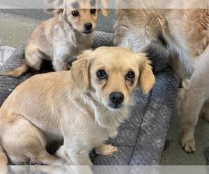 Cavalier King Charles Spaniel-Unknown Mix Dogs for adoption in San Martin, CA, USA