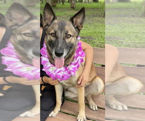 Mutt Dogs for adoption in Fort Pierce, FL, USA