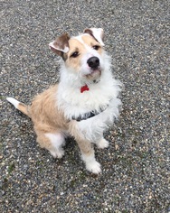 Medium Photo #1 Mutt Puppy For Sale in Bellevue, WA, USA