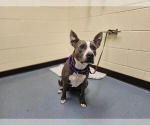 American Pit Bull Terrier-Unknown Mix Dogs for adoption in Denver, CO, USA