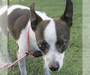 Chihuahua Dogs for adoption in Pleasanton, CA, USA