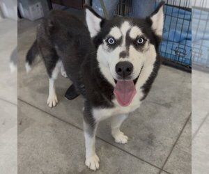 - Mix Dogs for adoption in Minneapolis, MN, USA