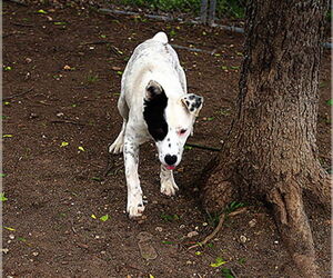 Border Collie-Unknown Mix Dogs for adoption in Waco, TX, USA