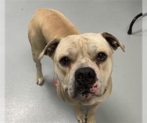 American Bulldog-Unknown Mix Dogs for adoption in St. Cloud, FL, USA