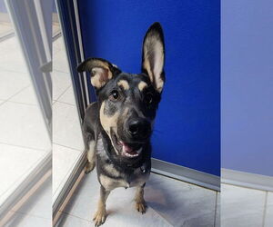 Mutt Dogs for adoption in Walnutport, PA, USA