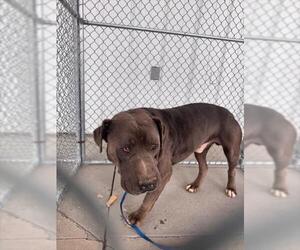 American Pit Bull Terrier Dogs for adoption in Bakersfield, CA, USA