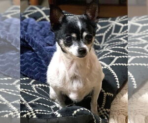 Chihuahua Dogs for adoption in Boonton, NJ, USA