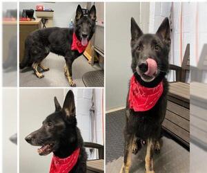 German Shepherd Dog Dogs for adoption in Westminster, MD, USA