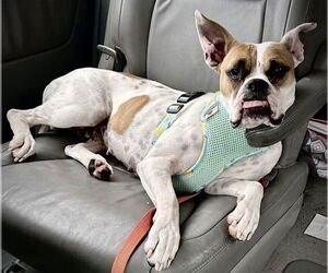 French Bulldog Dogs for adoption in Dumont, NJ, USA
