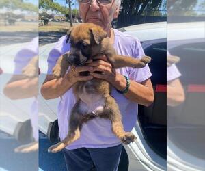 German Shepherd Dog Dogs for adoption in Stockton, CA, USA
