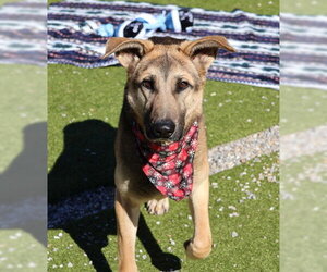 German Shepherd Dog-Unknown Mix Dogs for adoption in Rockaway, NJ, USA