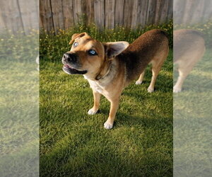 American Staffordshire Terrier-Labrador Retriever Mix Dogs for adoption in San Diego, CA, USA