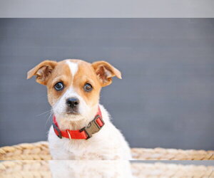 Cairn Terrier-Unknown Mix Dogs for adoption in Sandy, UT, USA