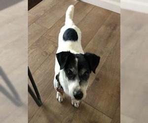 Parson Russell Terrier-Unknown Mix Dogs for adoption in Moorpark, CA, USA