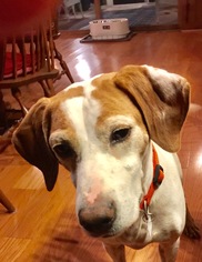 Pointer Dogs for adoption in Tonawanda , NY, USA
