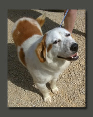 Small Brittany-Great Pyrenees Mix