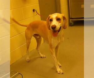 Mutt Dogs for adoption in Sanford, FL, USA