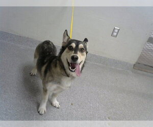 Siberian Husky-Unknown Mix Dogs for adoption in Pasadena, TX, USA