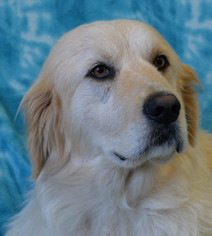 Golden Pyrenees Dogs for adoption in Eureka, CA, USA