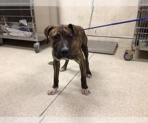 American Pit Bull Terrier-Labrador Retriever Mix Dogs for adoption in Riverside, CA, USA