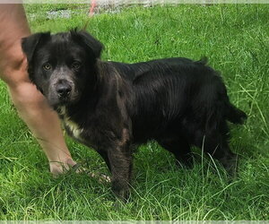 Australian Shepherd-Bulldog Mix Dogs for adoption in Wetumpka, AL, USA