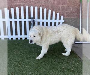 Great Pyrenees Dogs for adoption in Modesto, CA, USA