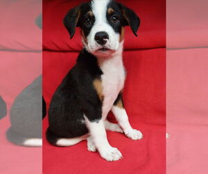 Labbe Dogs for adoption in Sanford, FL, USA