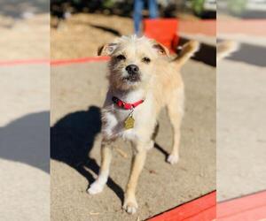 Mutt Dogs for adoption in Seal Beach, CA, USA