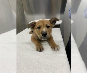 Airedale Terrier-Unknown Mix Dogs for adoption in Fairbanks, AK, USA