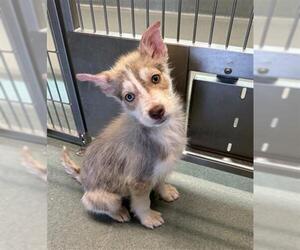 Siberian Husky Dogs for adoption in Baytown, TX, USA