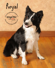 Border Collie Dogs for adoption in Topeka, KS, USA