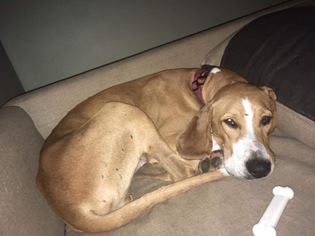Mutt Dogs for adoption in Dahlgren, VA, USA