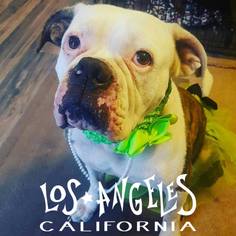 American Bulldog Dogs for adoption in Rancho Santa Margarita, CA, USA