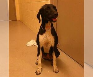 German Shorthaired Pointer Dogs for adoption in Sanford, FL, USA