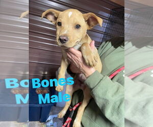 American Pit Bull Terrier-Unknown Mix Dogs for adoption in Benton, PA, USA