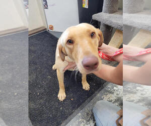 Labrador Retriever-Unknown Mix Dogs for adoption in Linton, IN, USA