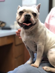French Bulldog Dogs for adoption in Pacolet, SC, USA