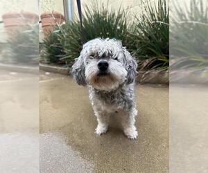 Maltipoo Dogs for adoption in Chula Vista, CA, USA