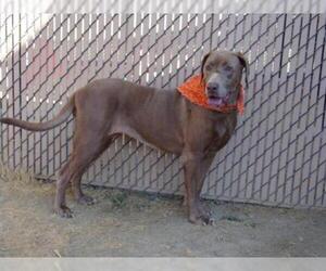 Labmaraner Dogs for adoption in Norco, CA, USA