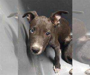 American Pit Bull Terrier Dogs for adoption in Bakersfield, CA, USA