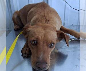 Chihuahua Dogs for adoption in Bakersfield, CA, USA