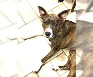 Basenji-Unknown Mix Dogs for adoption in Rowayton, CT, USA