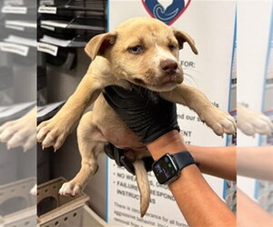 Mutt Dogs for adoption in Stockton, CA, USA