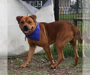 American Staffordshire Terrier Dogs for adoption in San Antonio, TX, USA