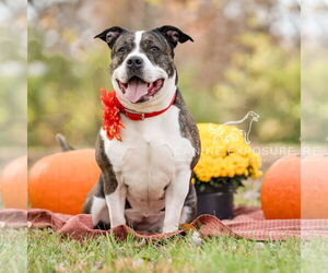 American Staffordshire Terrier-Unknown Mix Dogs for adoption in Crete, IL, USA