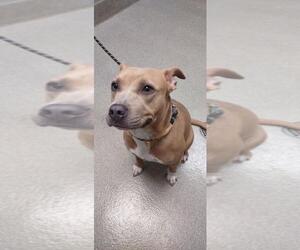 American Pit Bull Terrier-Unknown Mix Dogs for adoption in Las Vegas, NV, USA