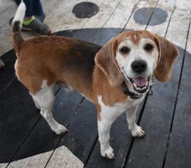 Beagle Dogs for adoption in Inverness, FL, USA