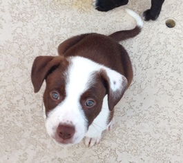 Small Collie Mix