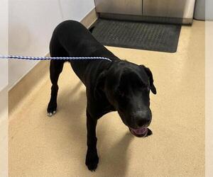 Labrador Retriever-Unknown Mix Dogs for adoption in Placerville, CA, USA